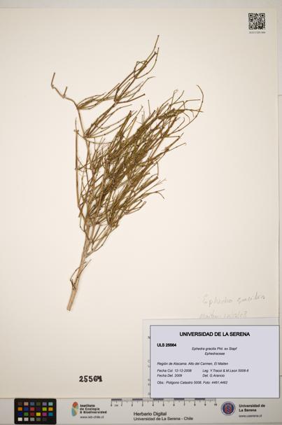 Ephedra gracilis [Espécimen: ]