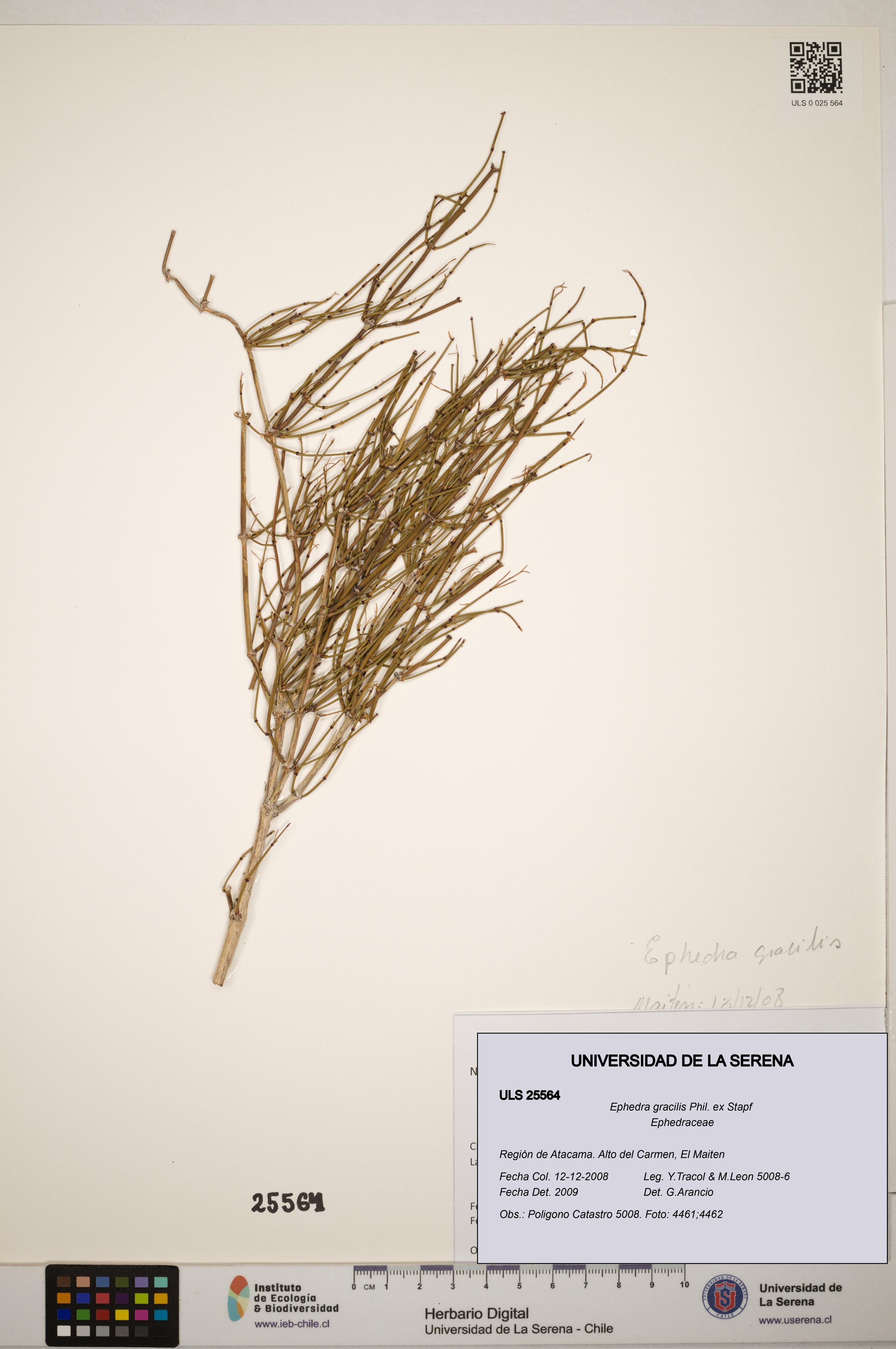 Ephedra gracilis [Espécimen: ]