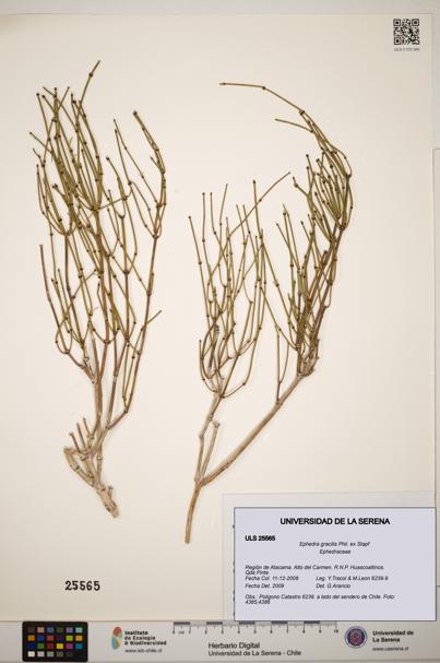 Ephedra gracilis [Espécimen: ]