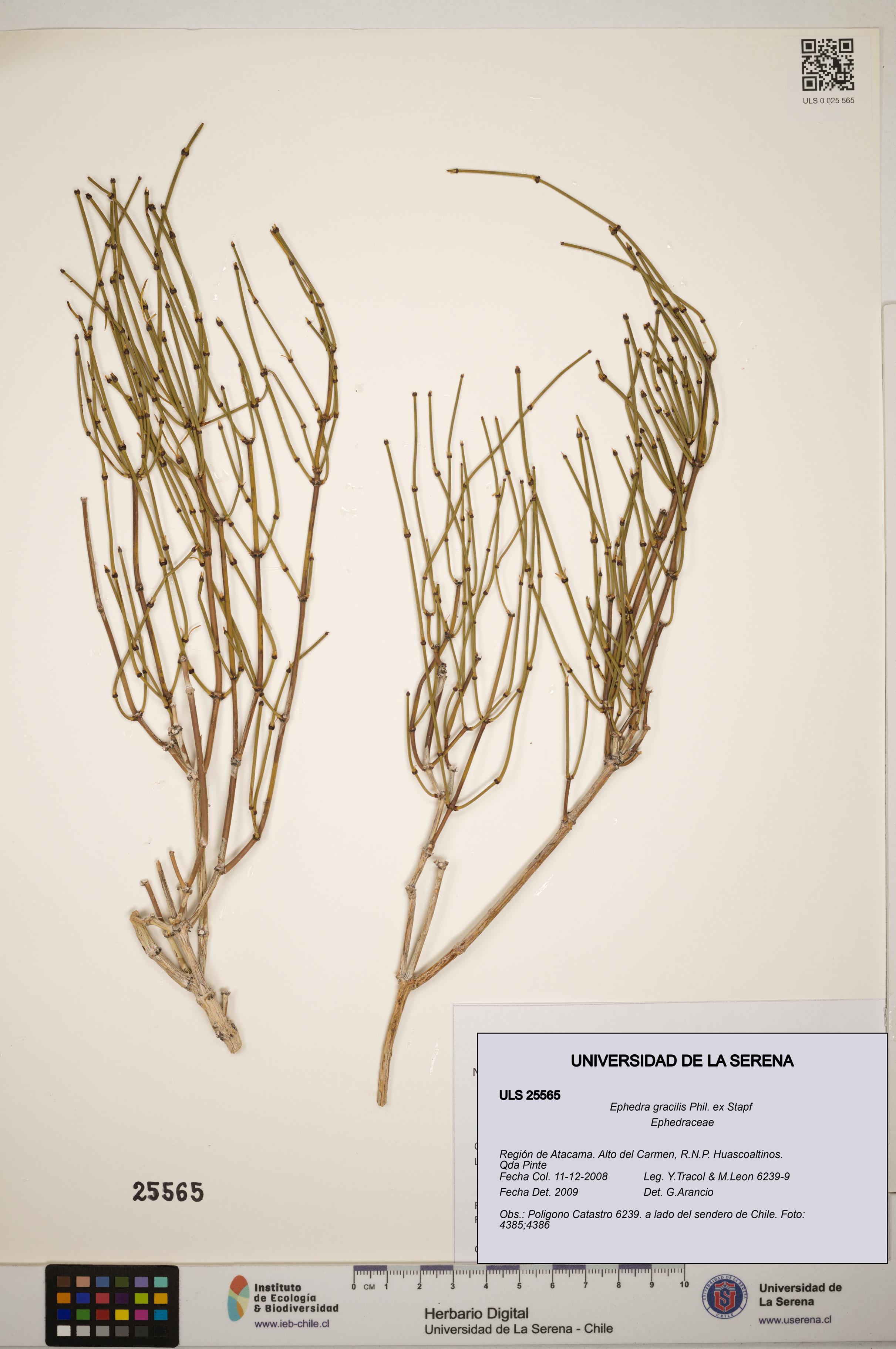 Ephedra gracilis [Espécimen: ]