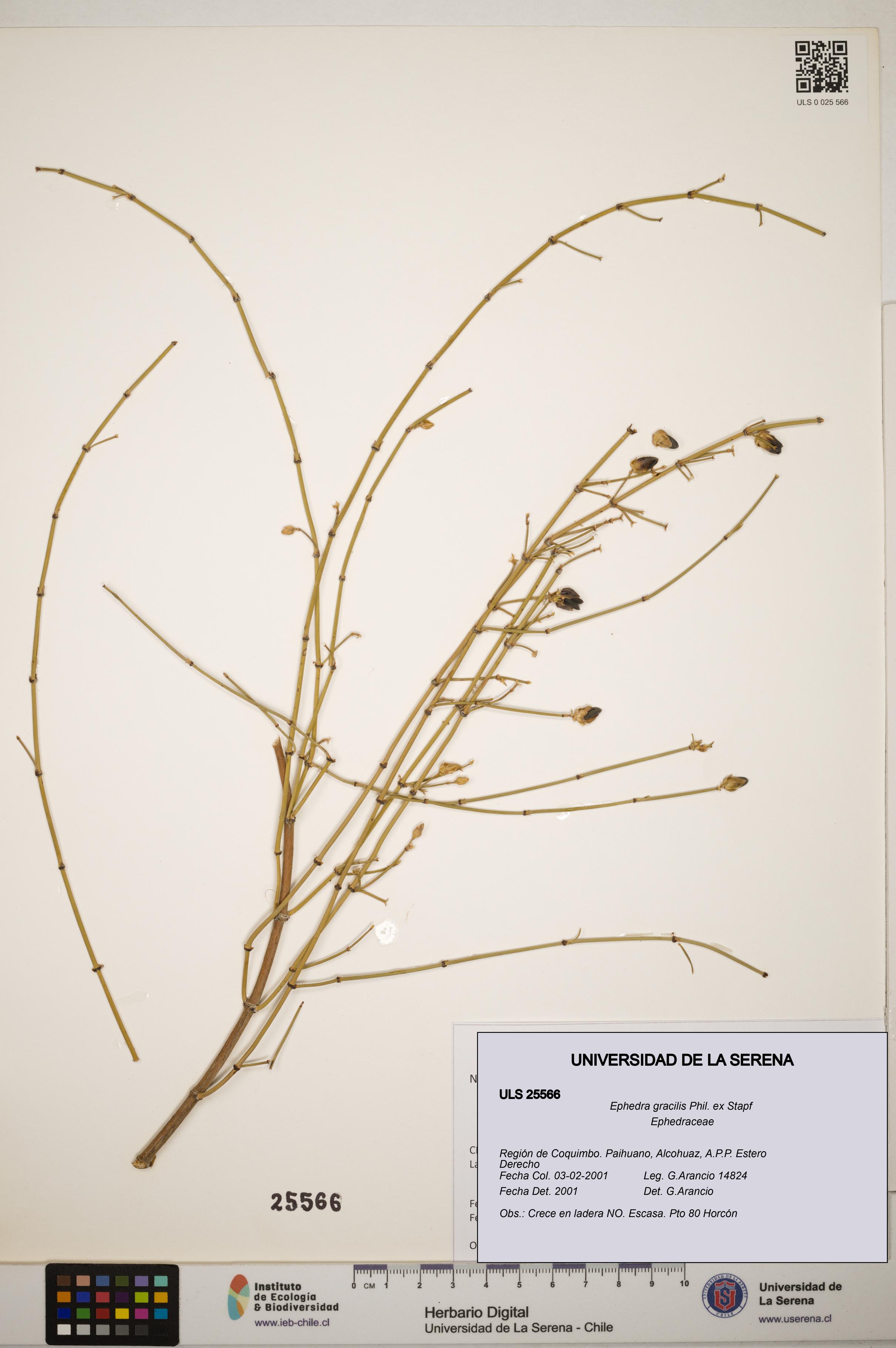 Ephedra gracilis [Espécimen: ]