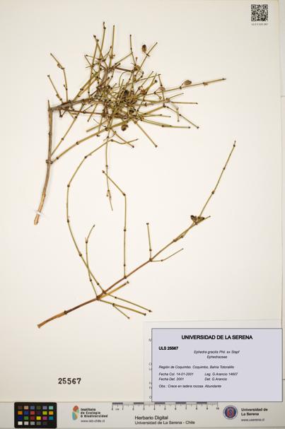 Ephedra gracilis [Espécimen: ]