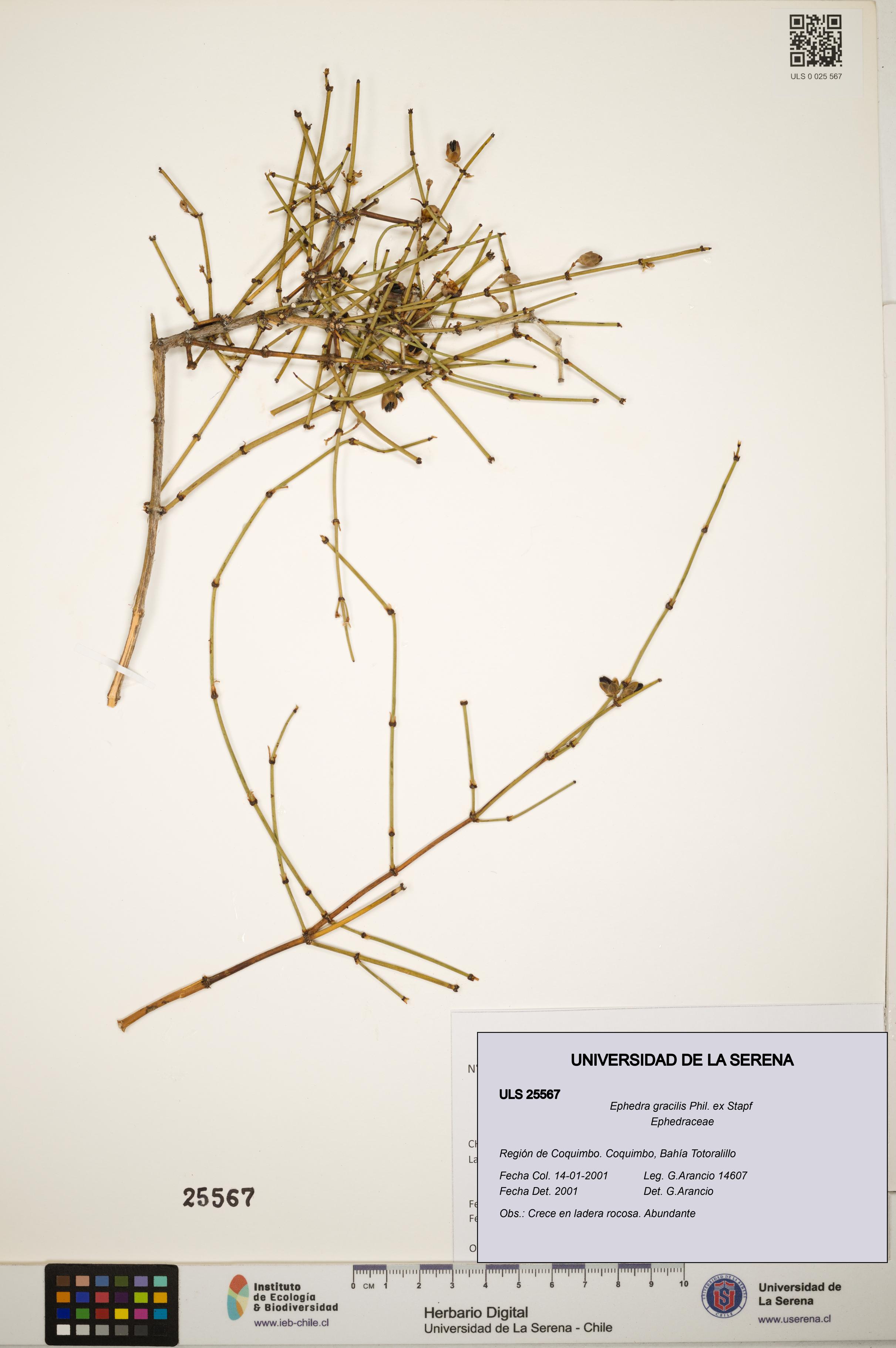 Ephedra gracilis [Espécimen: ]