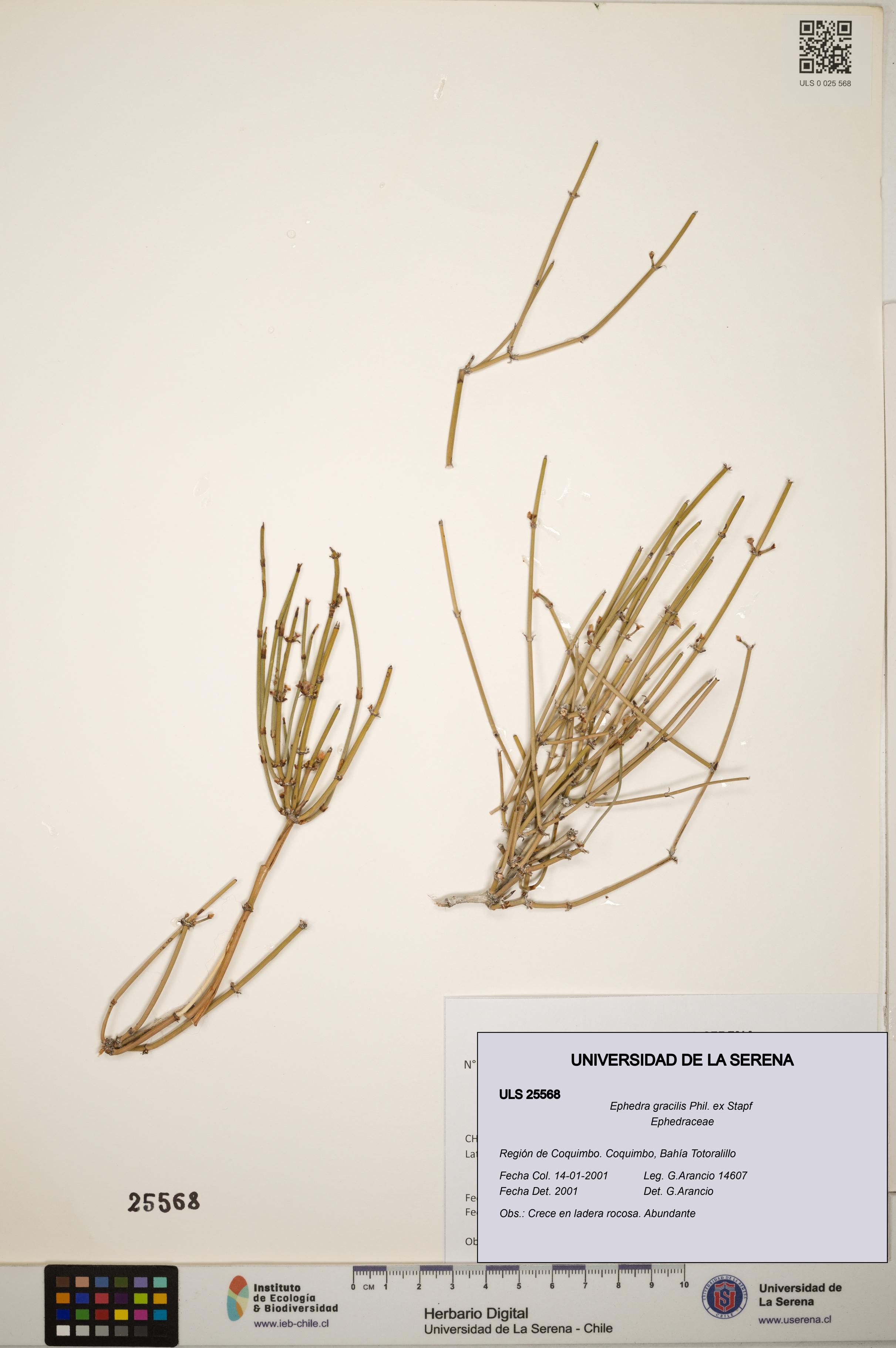 Ephedra gracilis [Espécimen: ]