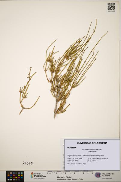 Ephedra gracilis [Espécimen: ]