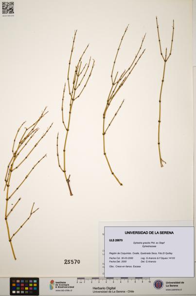 Ephedra gracilis [Espécimen: ]
