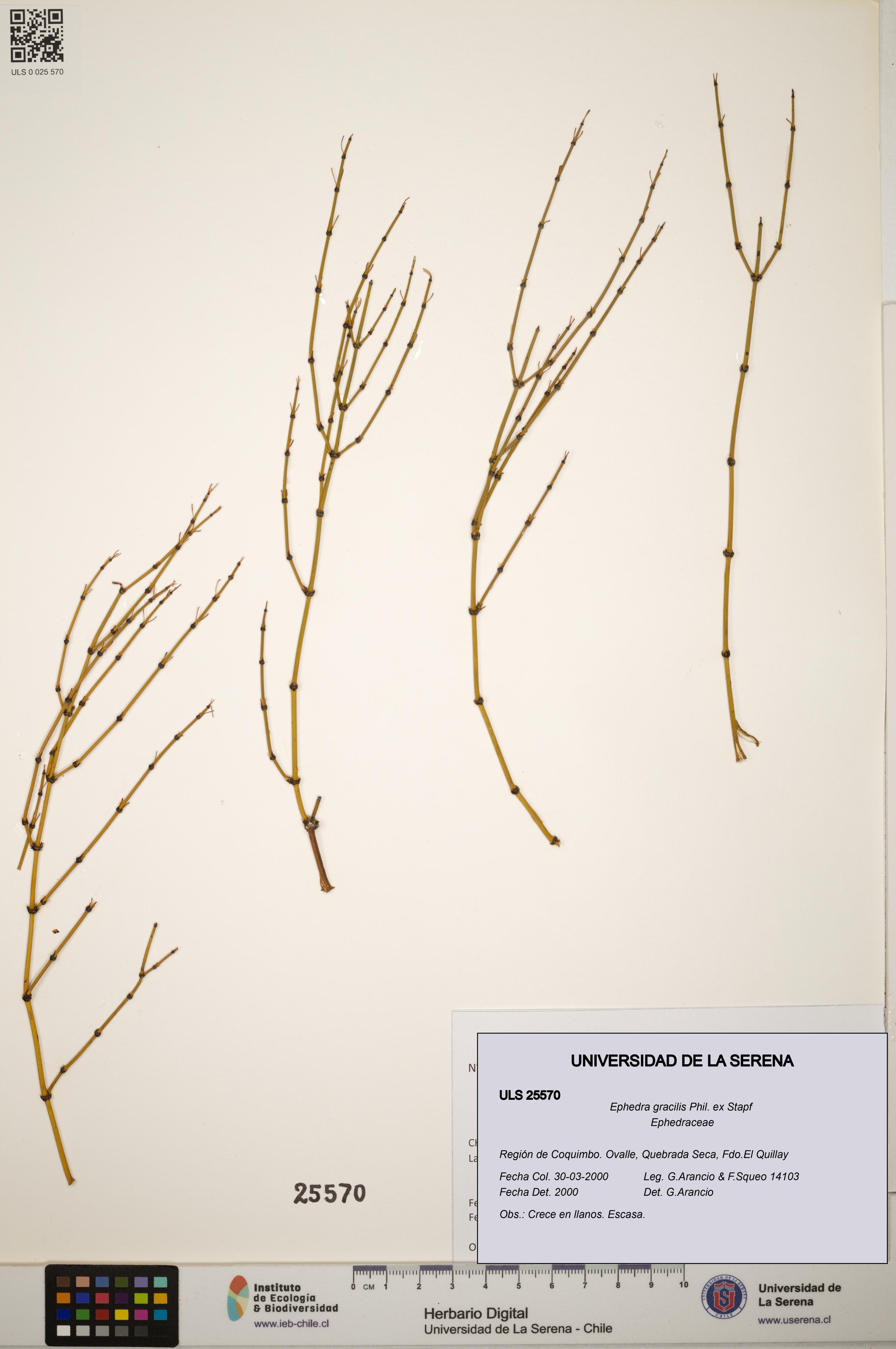 Ephedra gracilis [Espécimen: ]