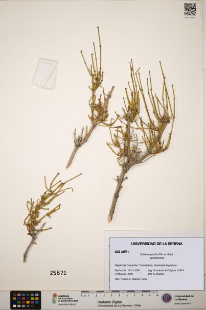 Ephedra gracilis [Espécimen: ]