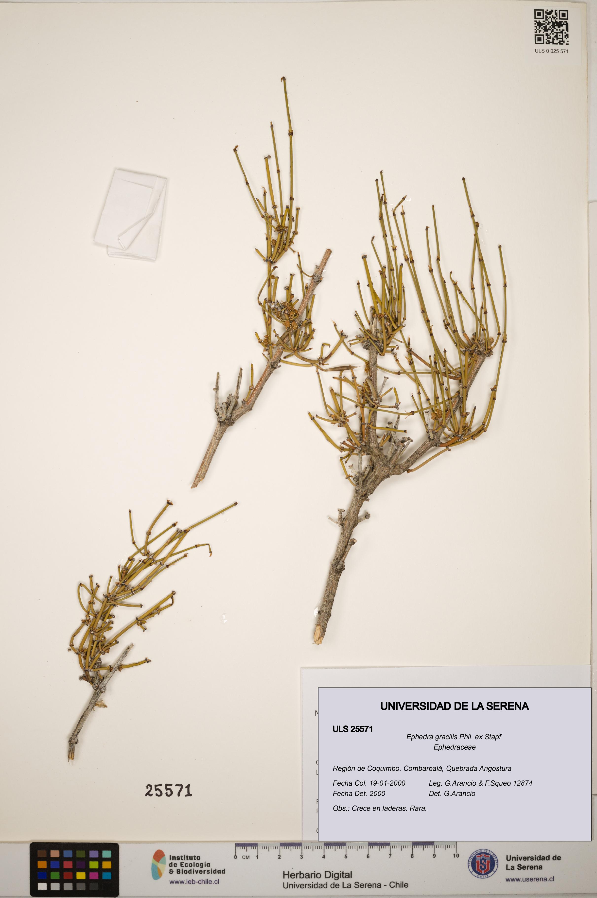 Ephedra gracilis [Espécimen: ]