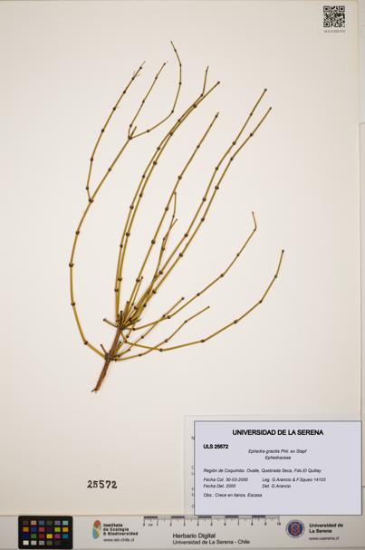 Ephedra gracilis [Espécimen: ]
