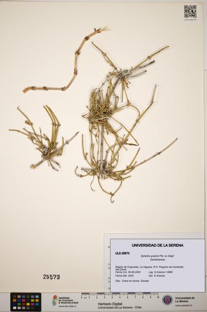 Ephedra gracilis [Espécimen: ]
