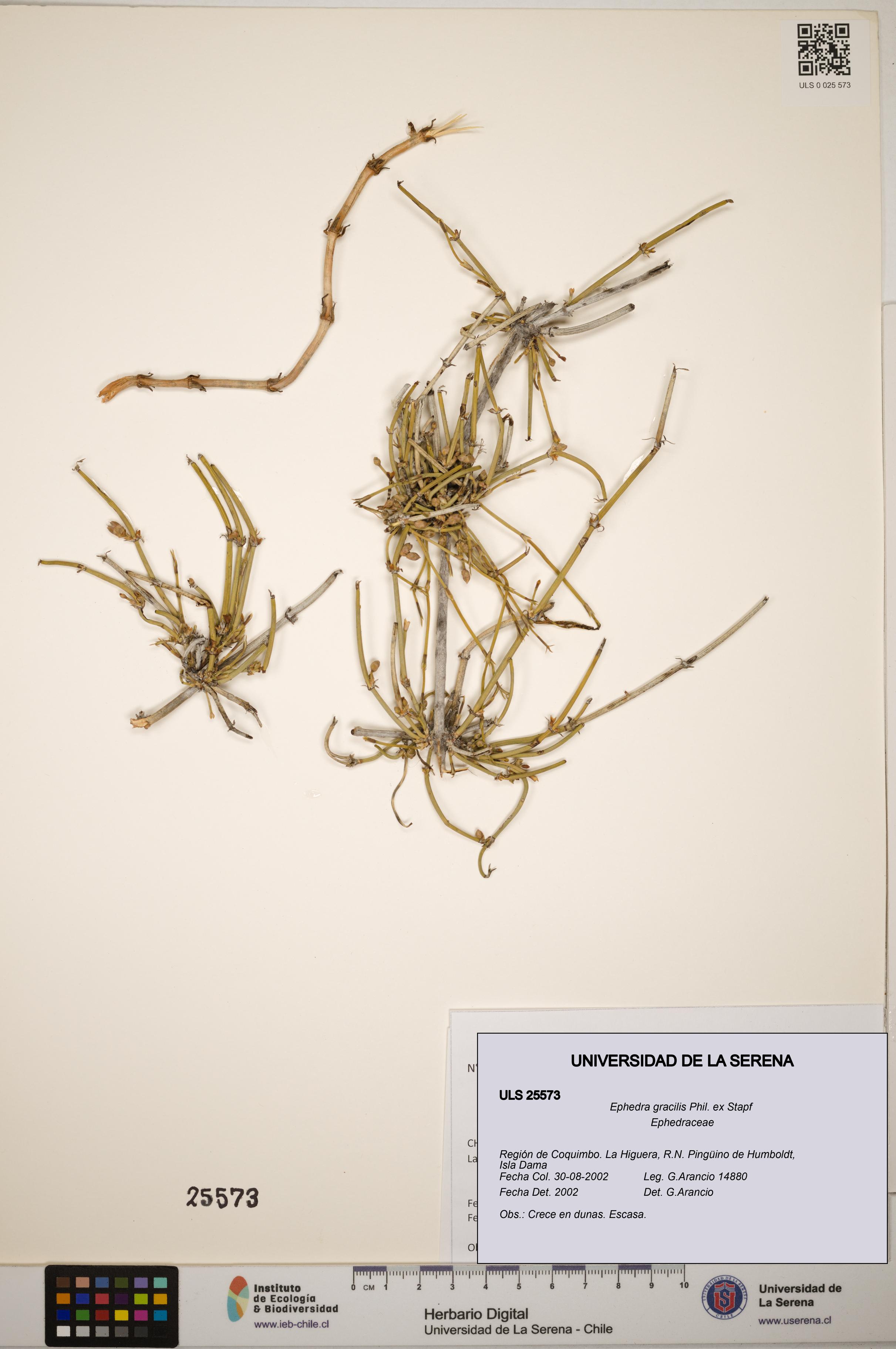 Ephedra gracilis [Espécimen: ]