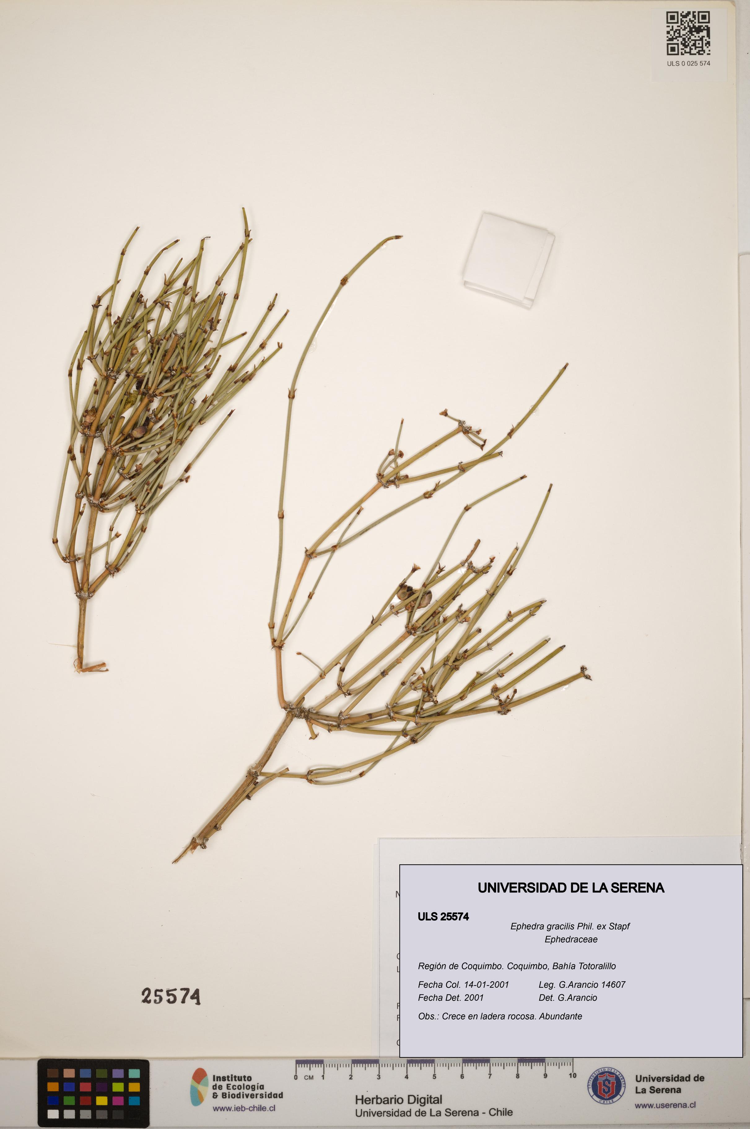 Ephedra gracilis [Espécimen: ]