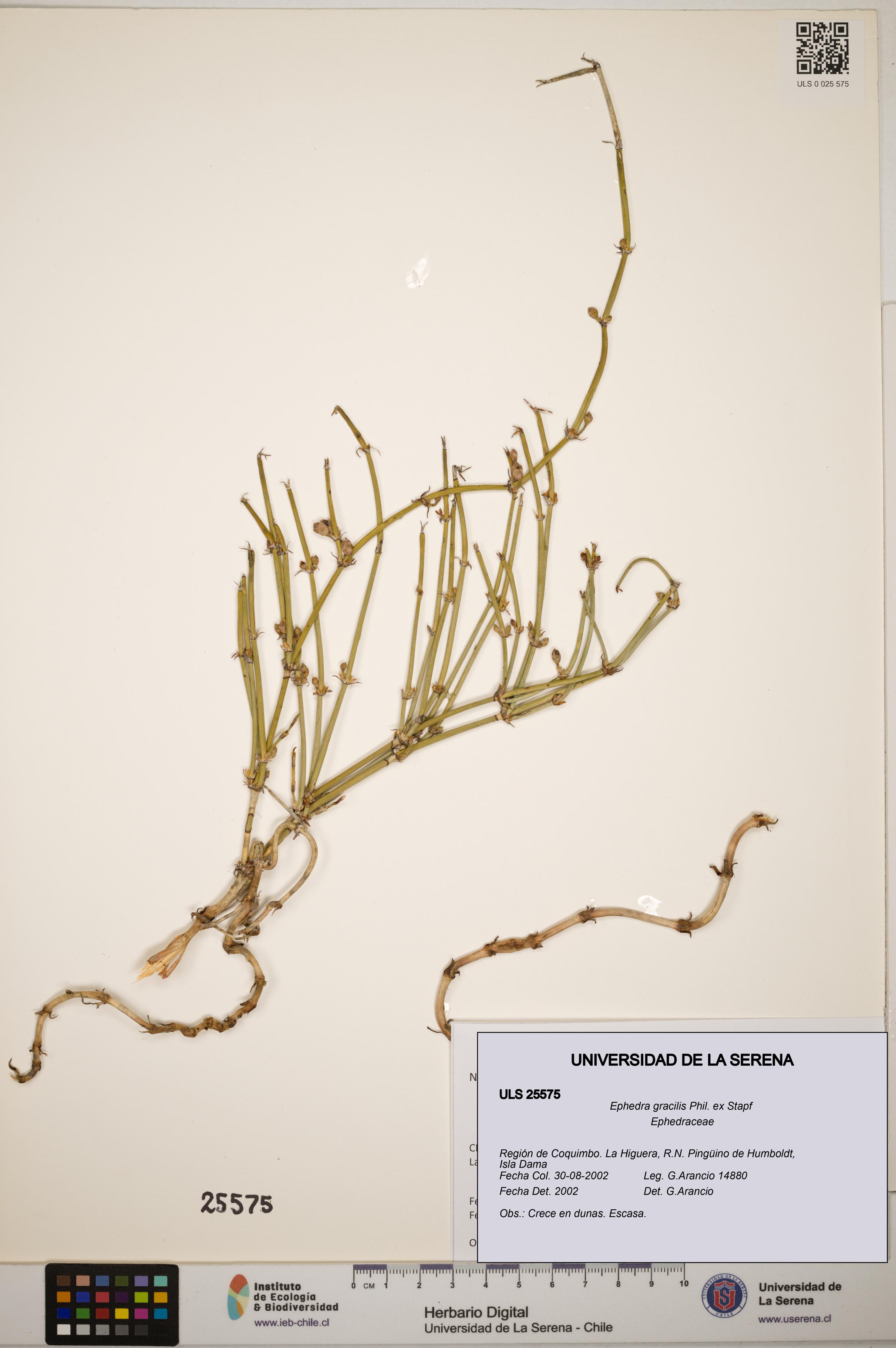 Ephedra gracilis [Espécimen: ]