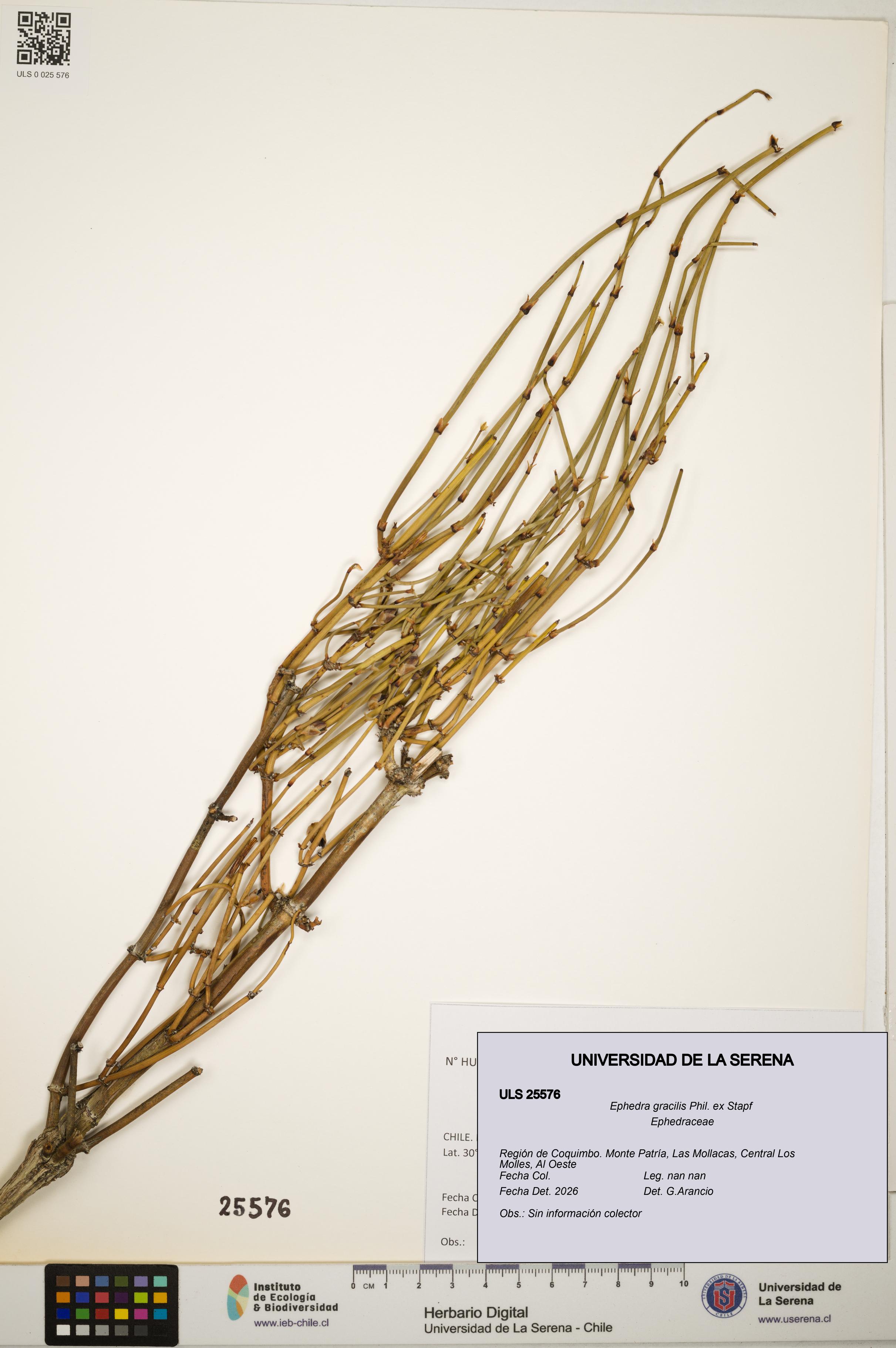 Ephedra gracilis [Espécimen: ]