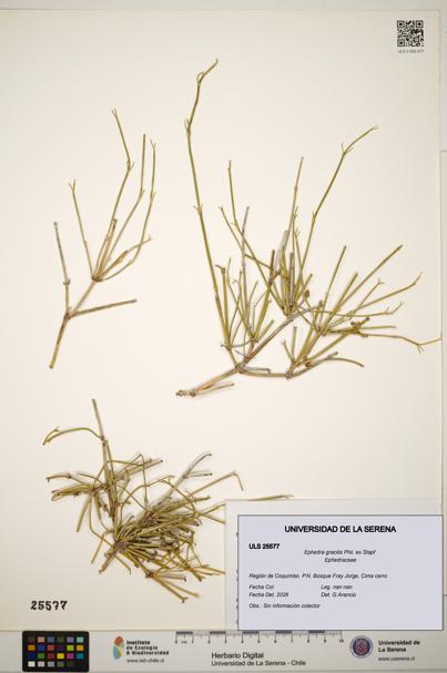 Ephedra gracilis [Espécimen: ]