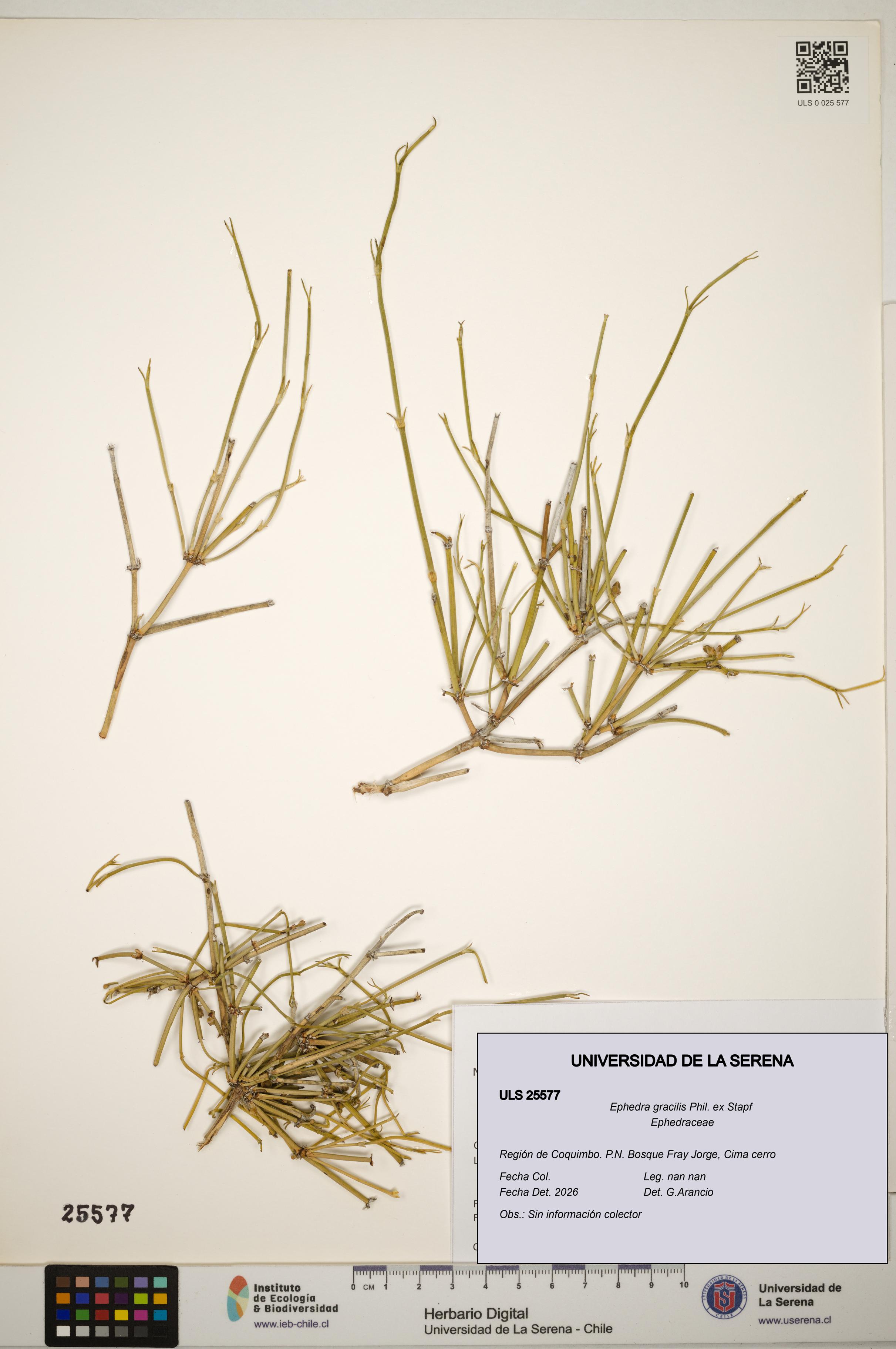 Ephedra gracilis [Espécimen: ]