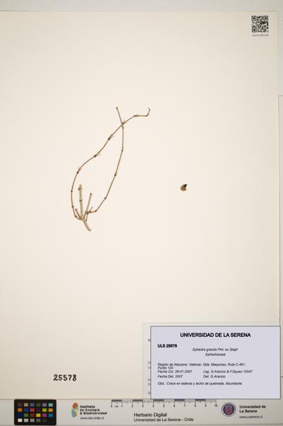 Ephedra gracilis [Espécimen: ]