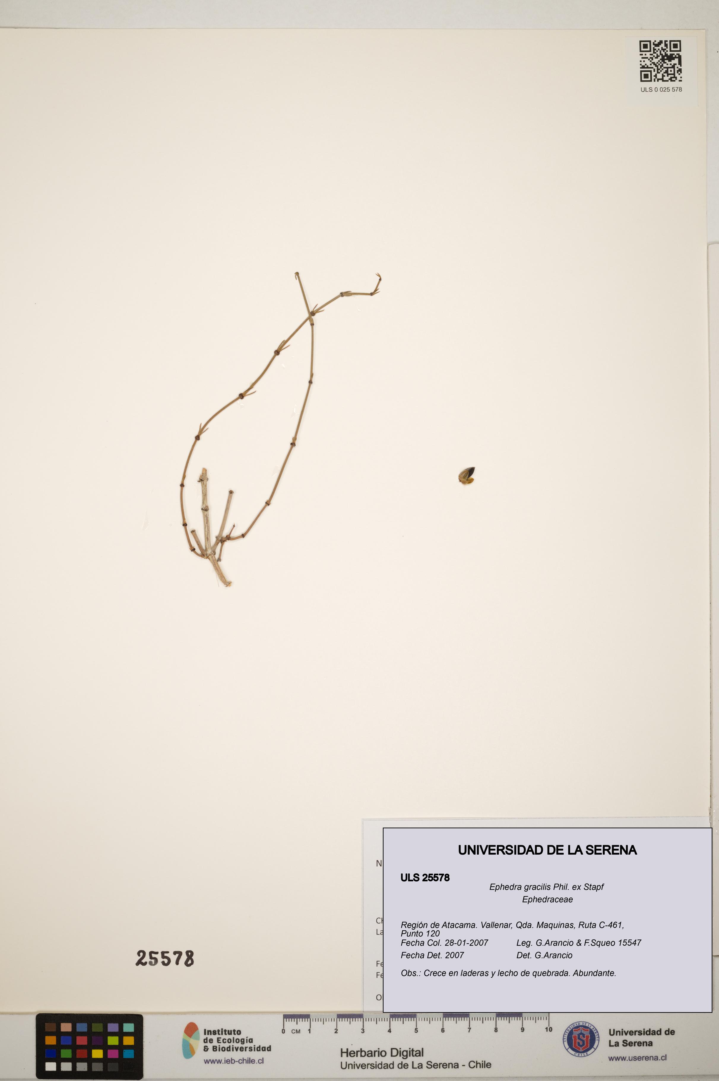 Ephedra gracilis [Espécimen: ]