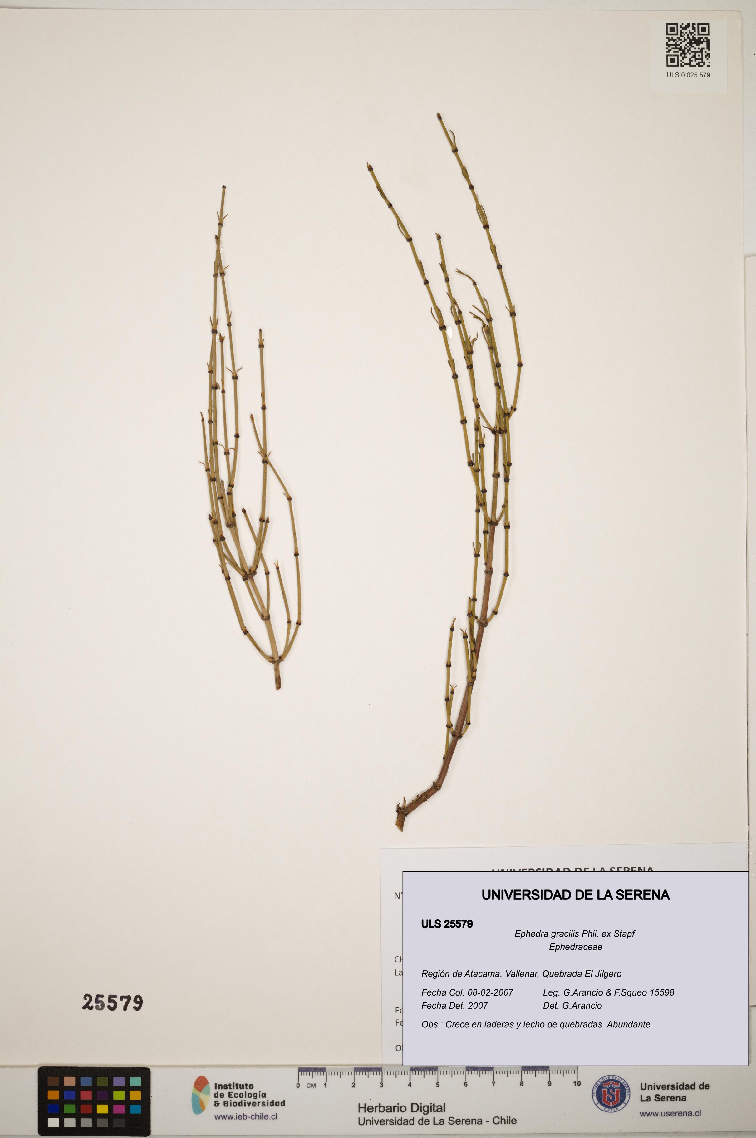 Ephedra gracilis [Espécimen: ]
