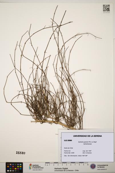 Ephedra gracilis [Espécimen: ]
