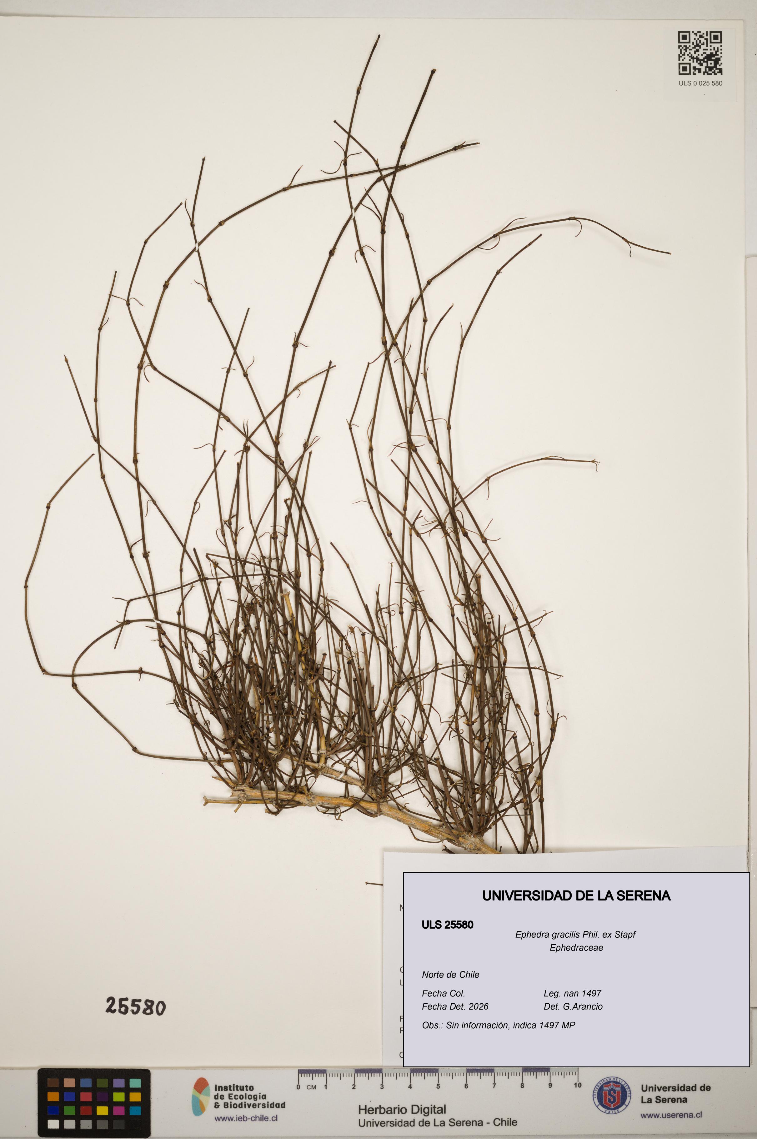 Ephedra gracilis [Espécimen: ]