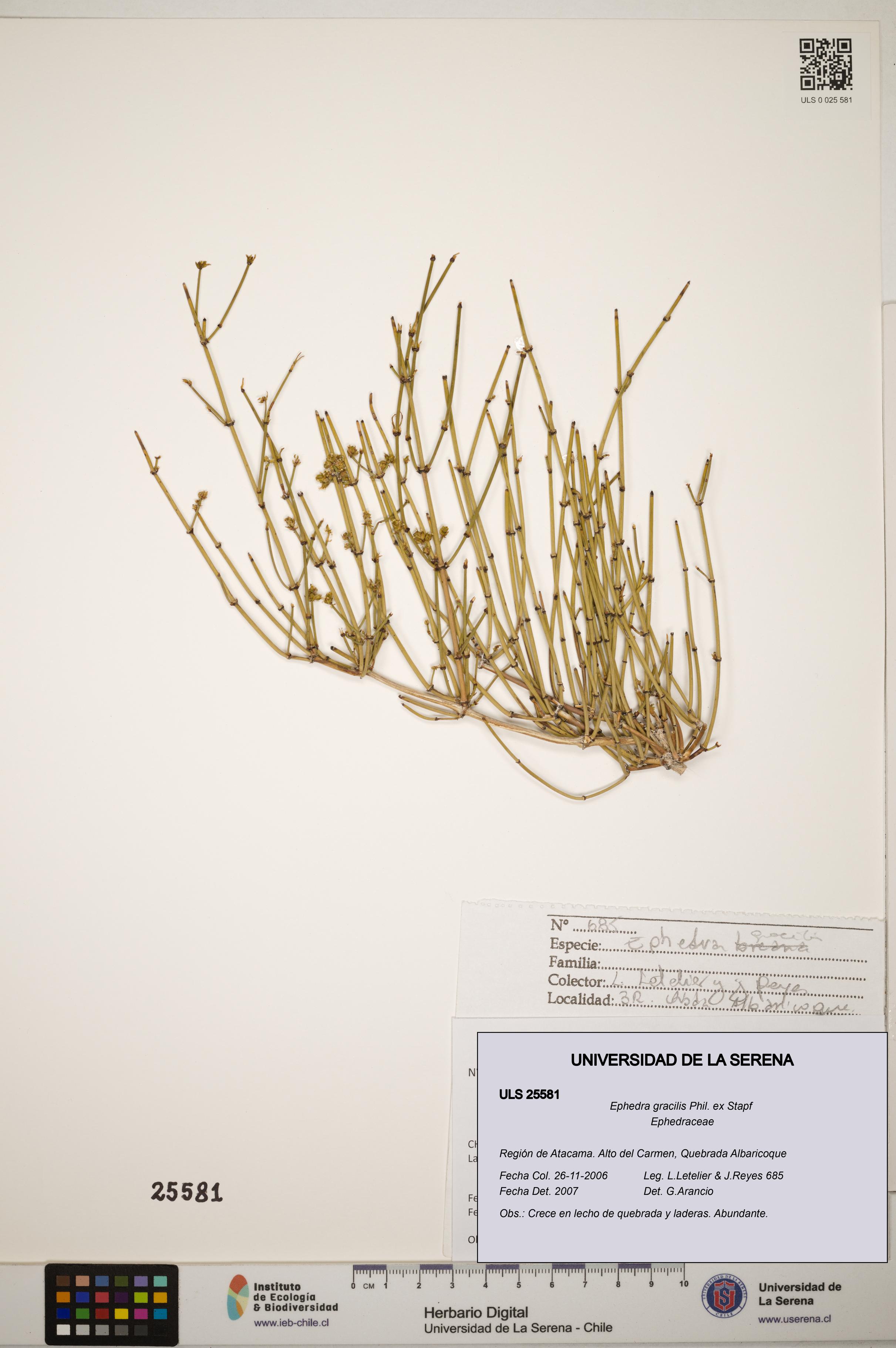 Ephedra gracilis [Espécimen: ]