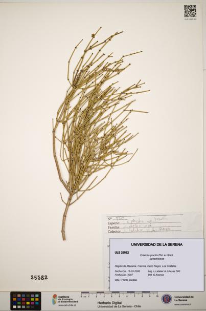 Ephedra gracilis [Espécimen: ]