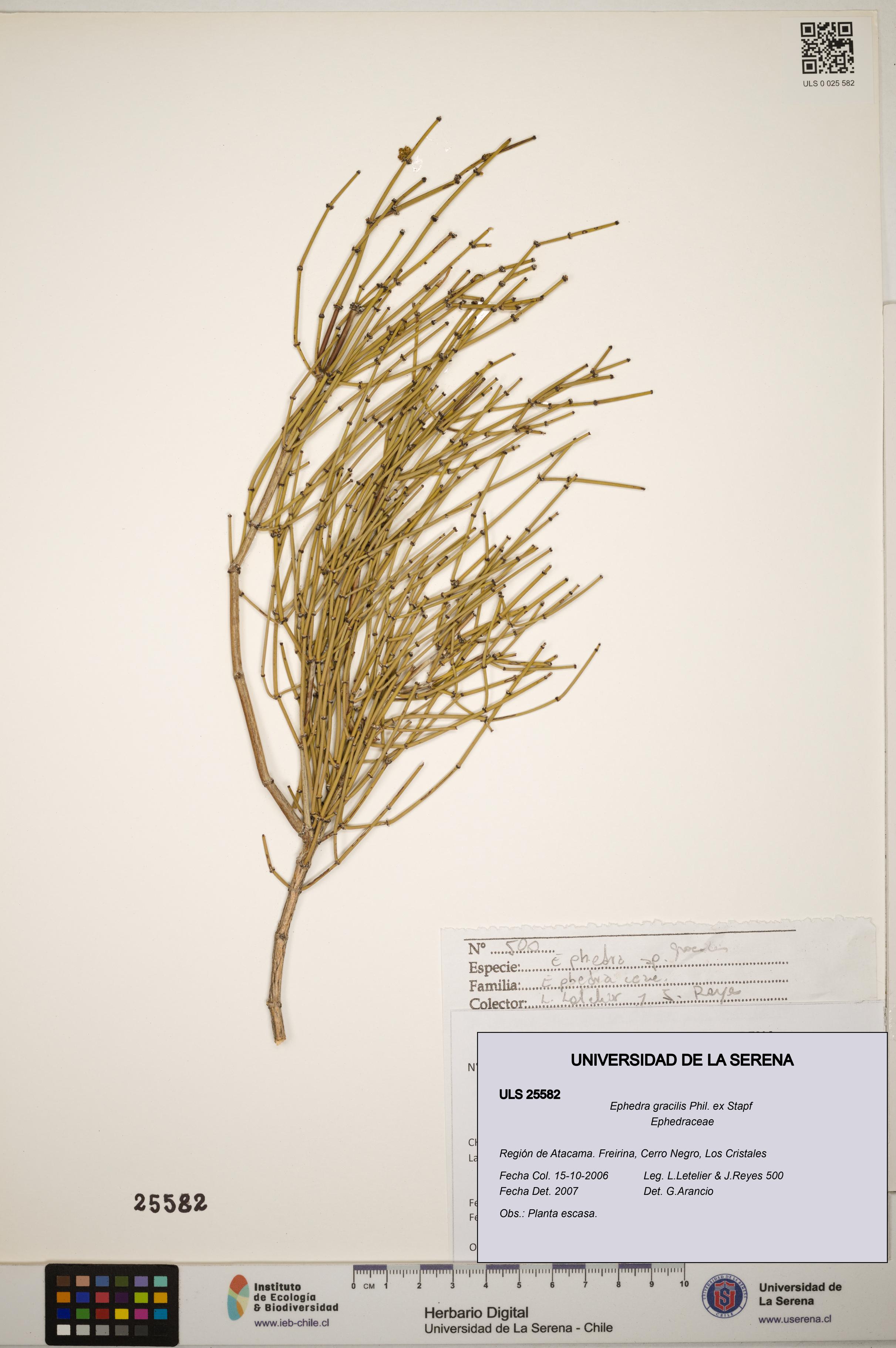 Ephedra gracilis [Espécimen: ]