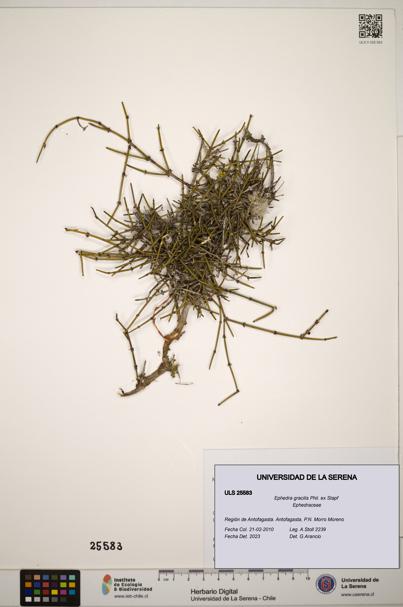 Ephedra gracilis [Espécimen: ]