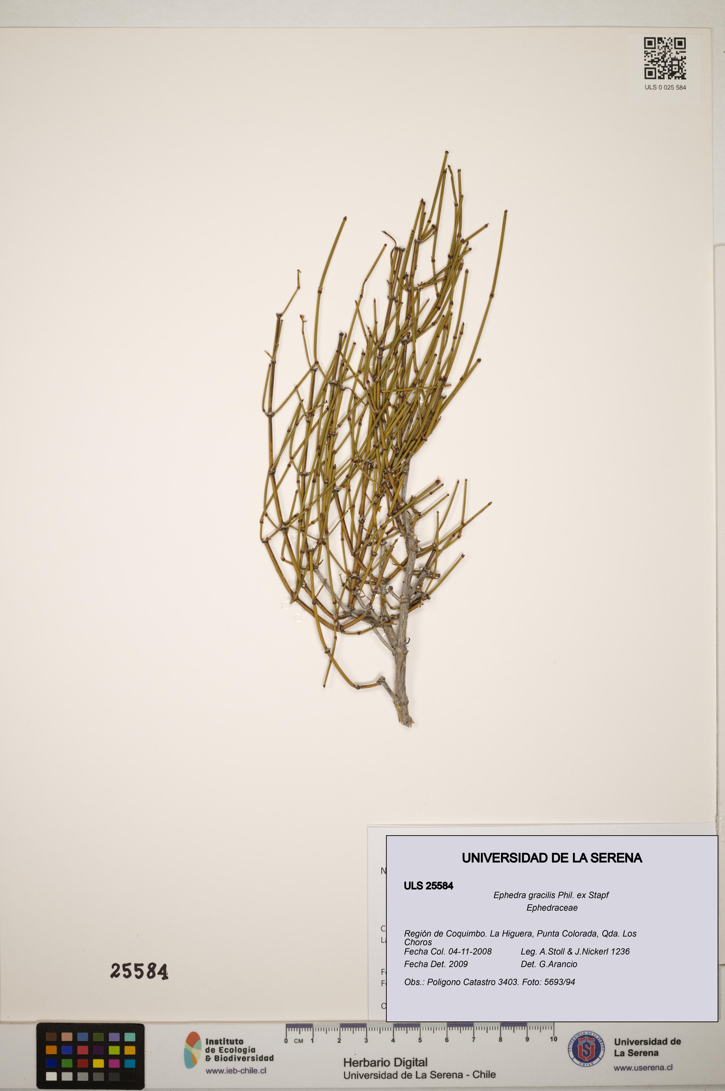 Ephedra gracilis [Espécimen: ]
