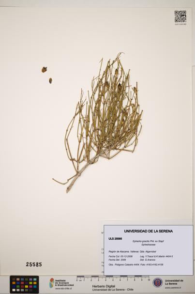 Ephedra gracilis [Espécimen: ]