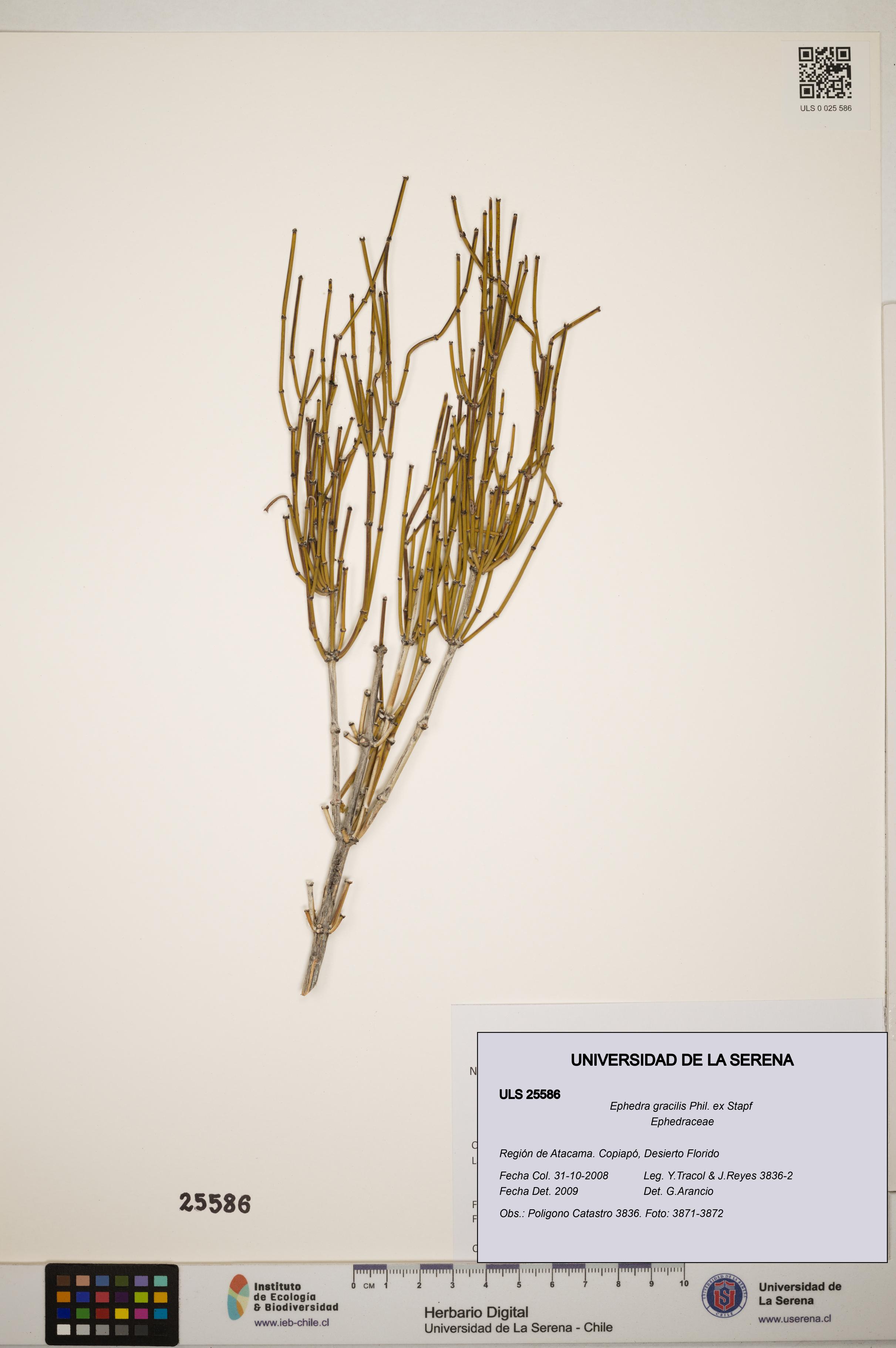 Ephedra gracilis [Espécimen: ]