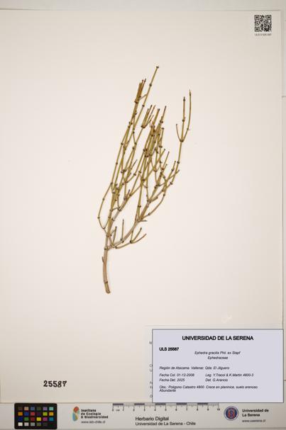 Ephedra gracilis [Espécimen: ]