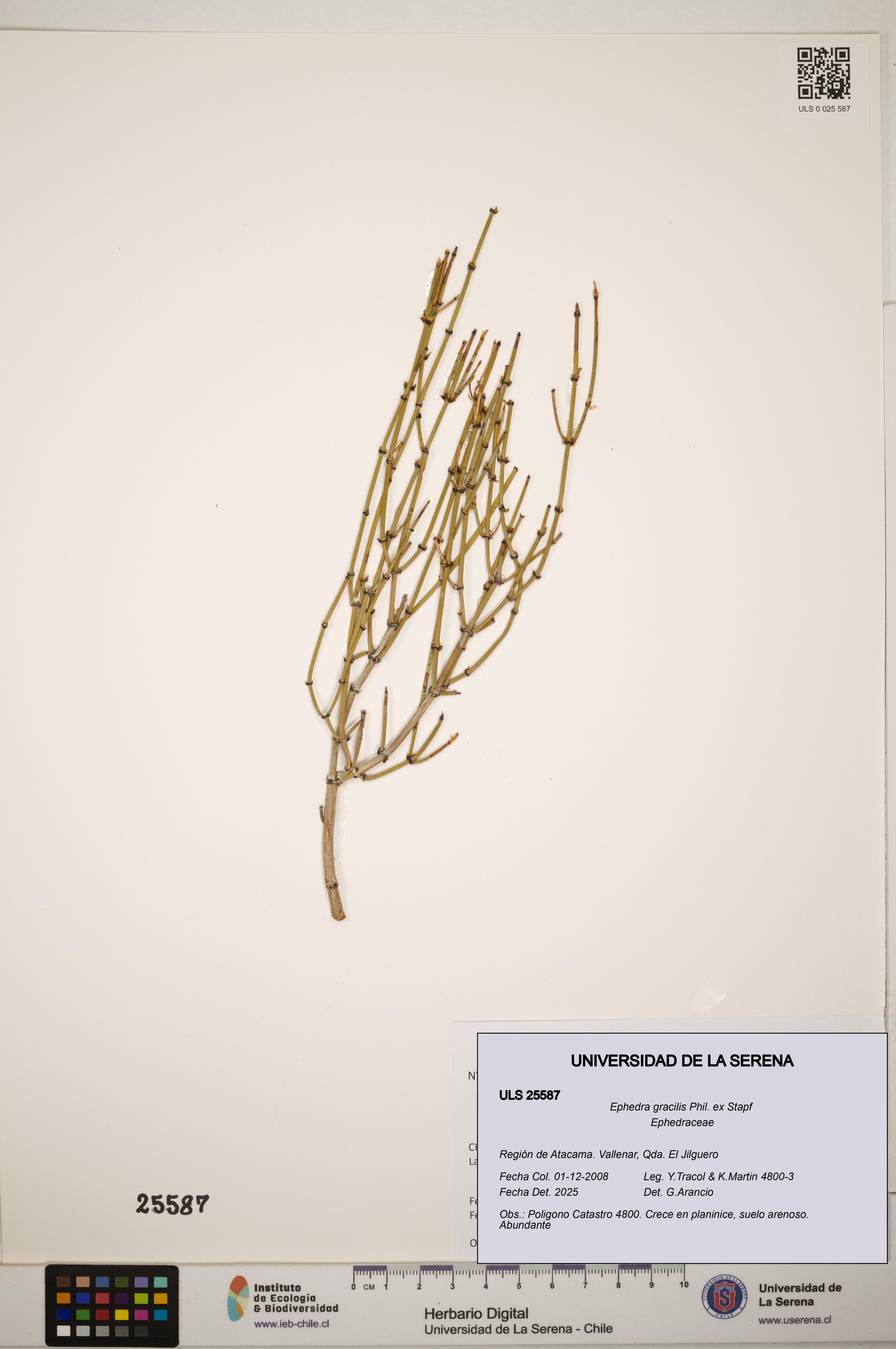 Ephedra gracilis [Espécimen: ]