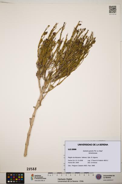 Ephedra gracilis [Espécimen: ]