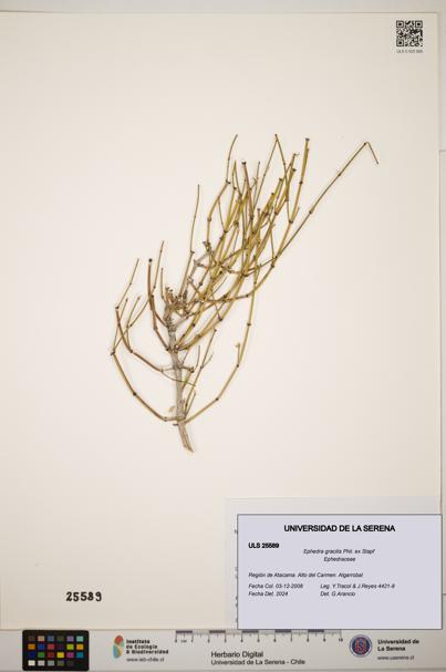 Ephedra gracilis [Espécimen: ]