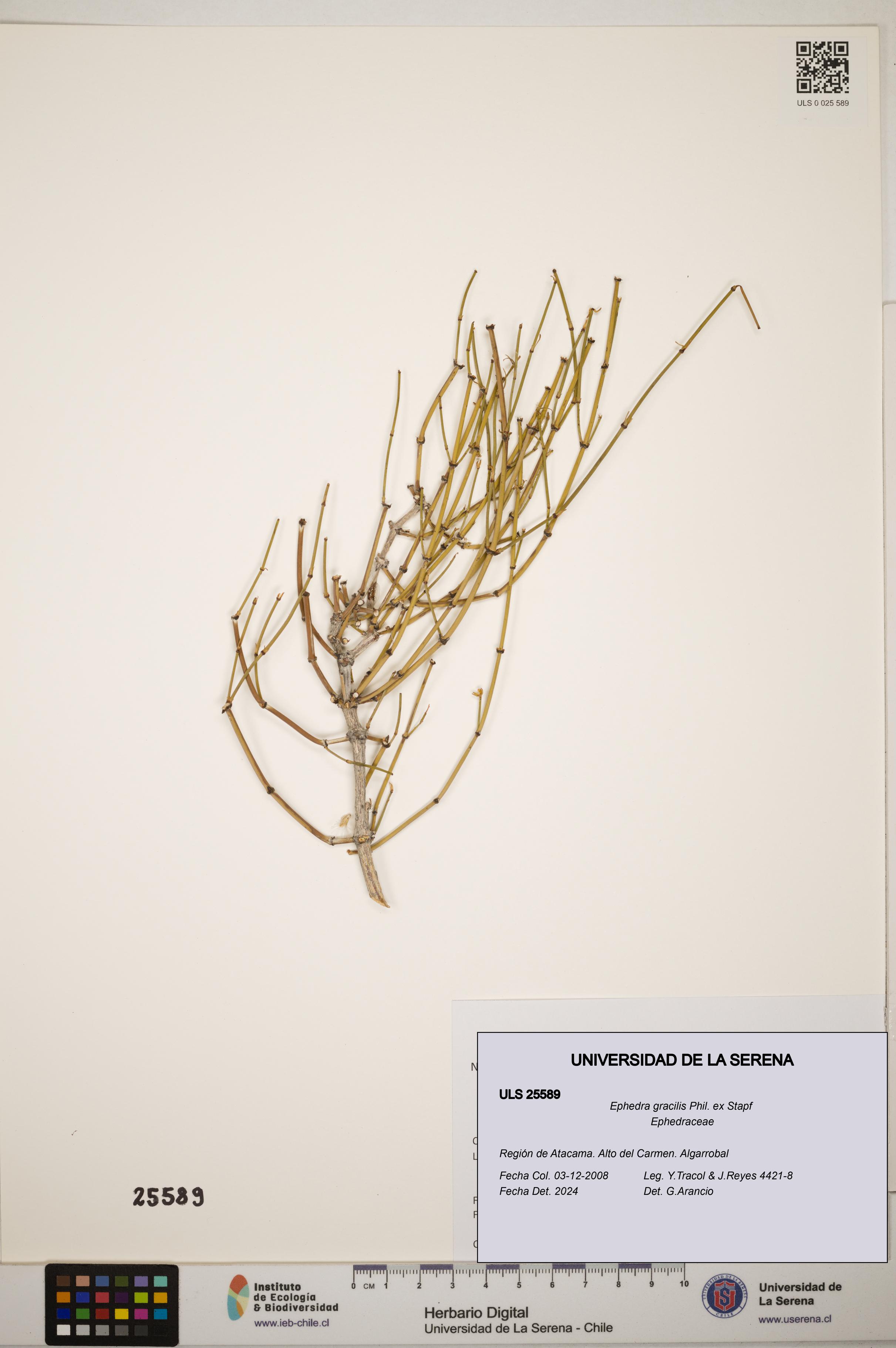 Ephedra gracilis [Espécimen: ]