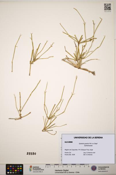 Ephedra gracilis [Espécimen: ]