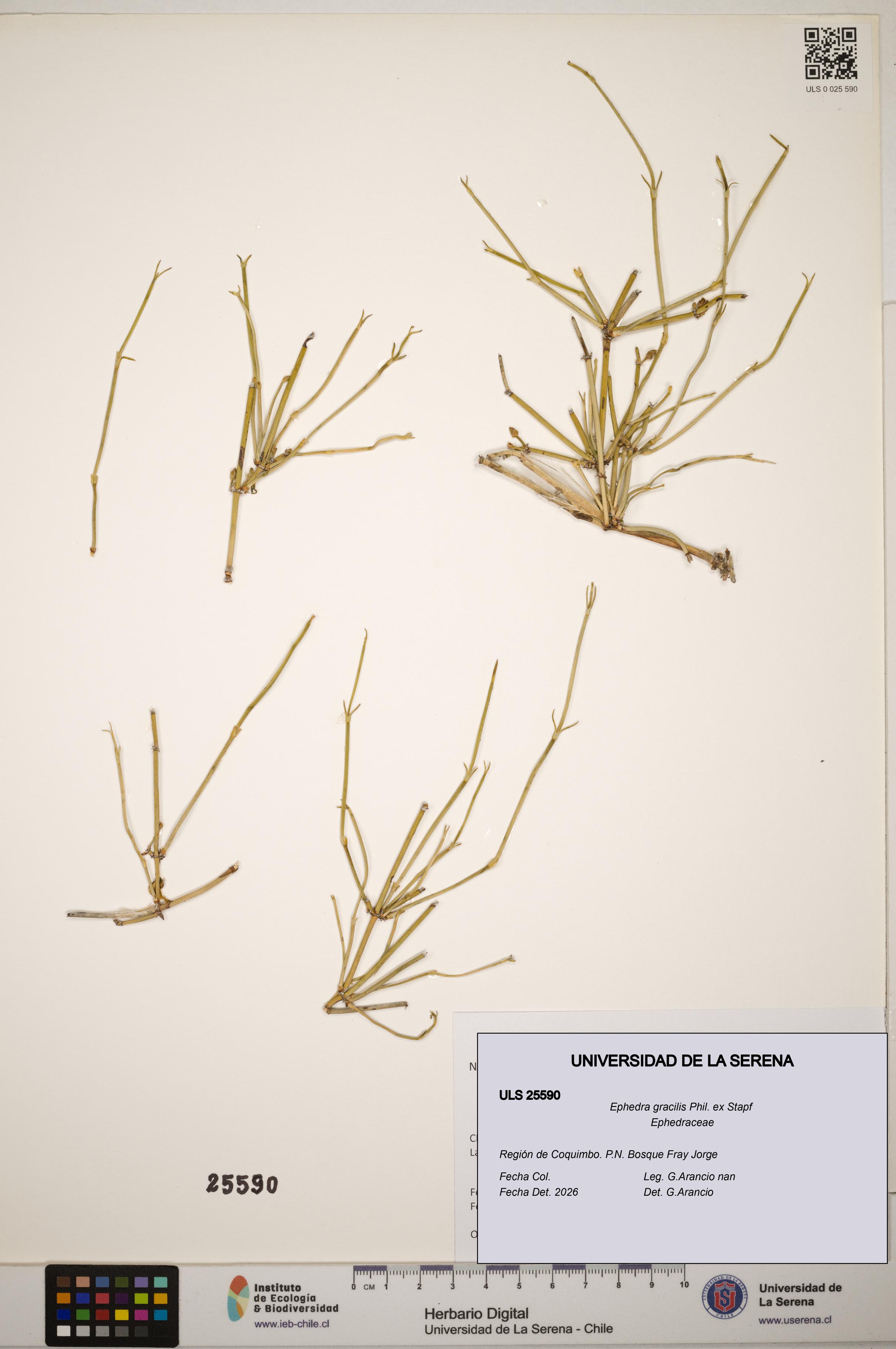 Ephedra gracilis [Espécimen: ]