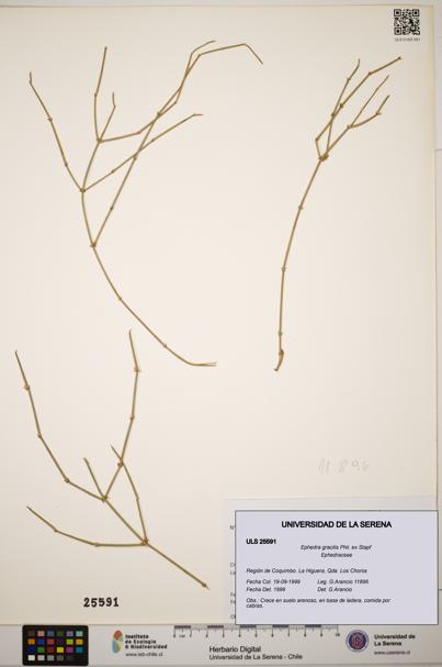 Ephedra gracilis [Espécimen: ]