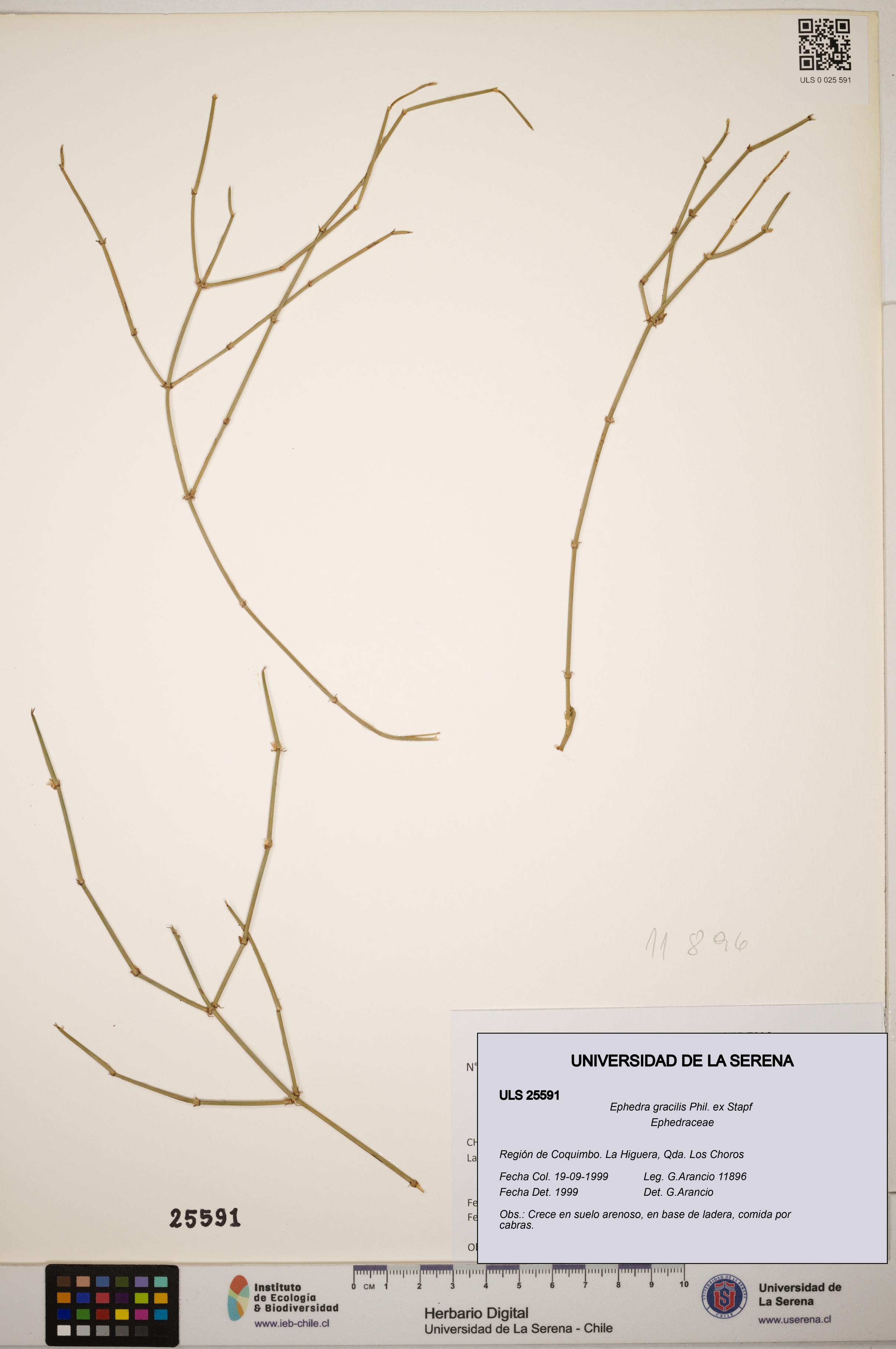 Ephedra gracilis [Espécimen: ]