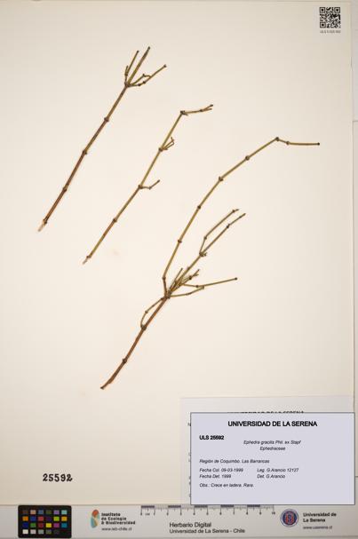 Ephedra gracilis [Espécimen: ]