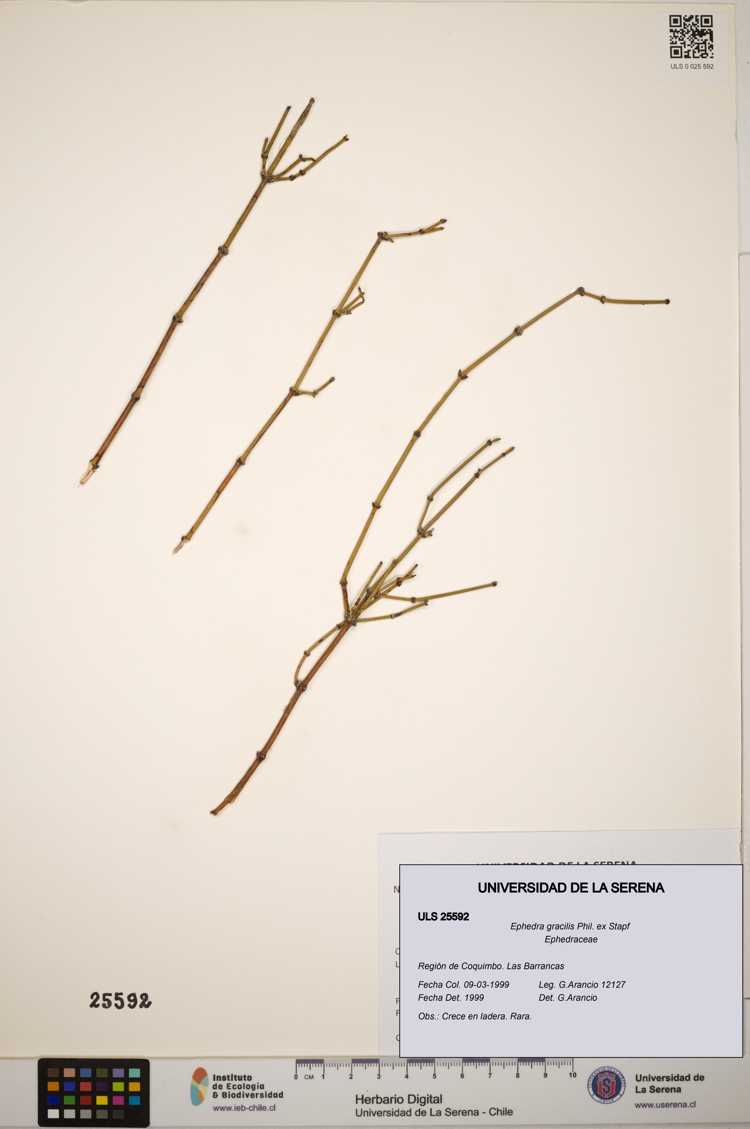 Ephedra gracilis [Espécimen: ]