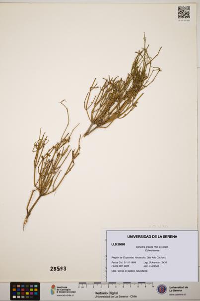Ephedra gracilis [Espécimen: ]