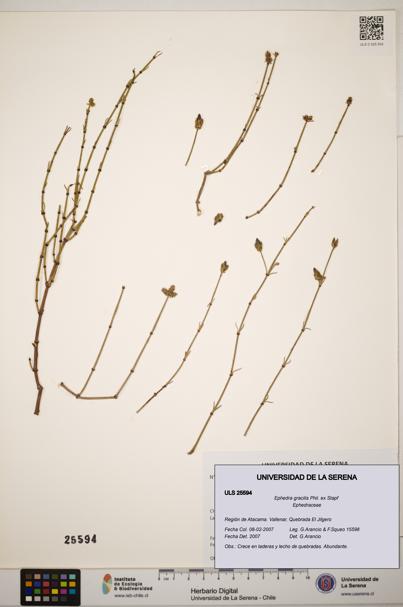 Ephedra gracilis [Espécimen: ]