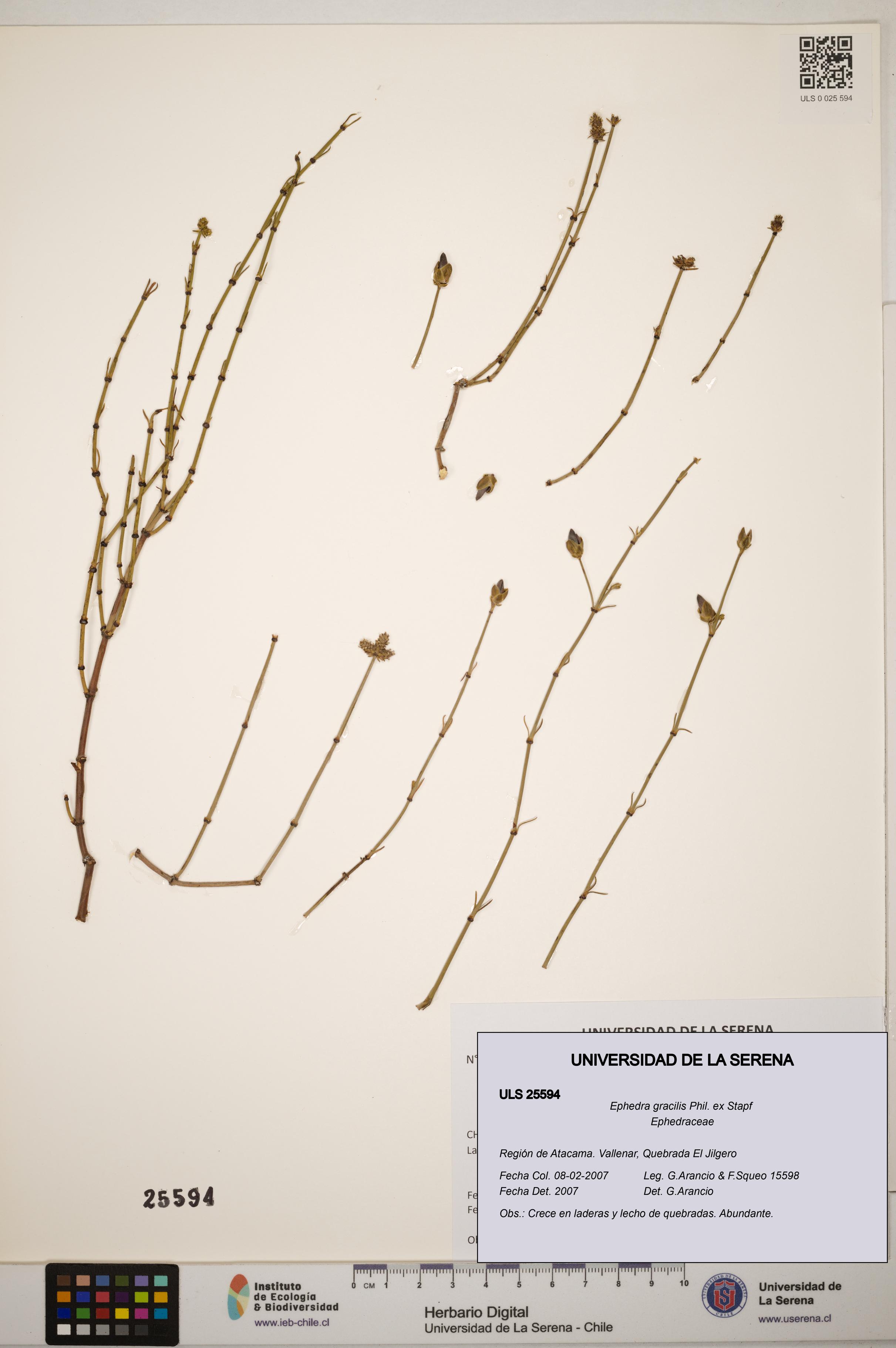 Ephedra gracilis [Espécimen: ]