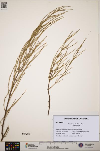 Ephedra gracilis [Espécimen: ]