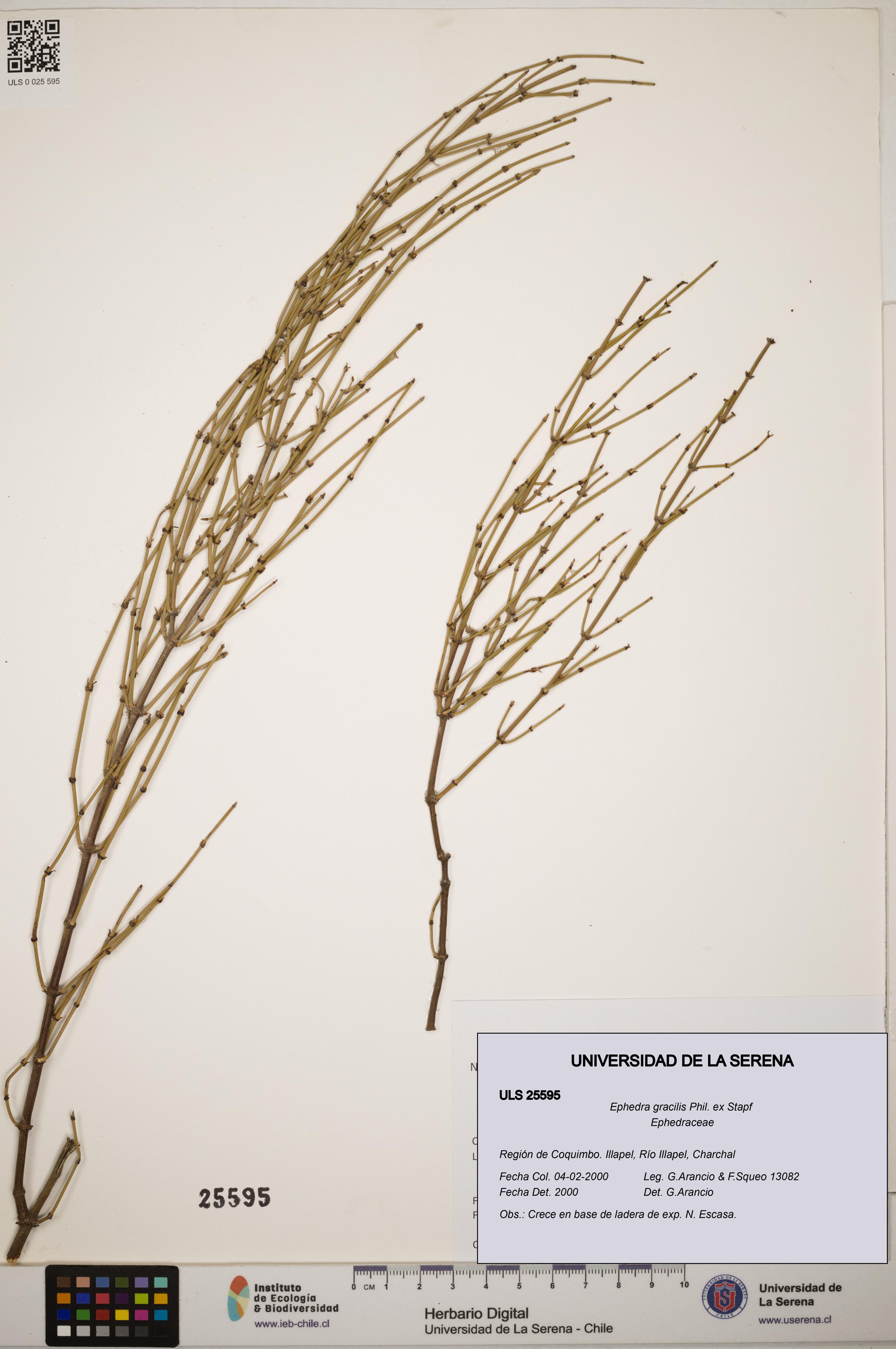 Ephedra gracilis [Espécimen: ]