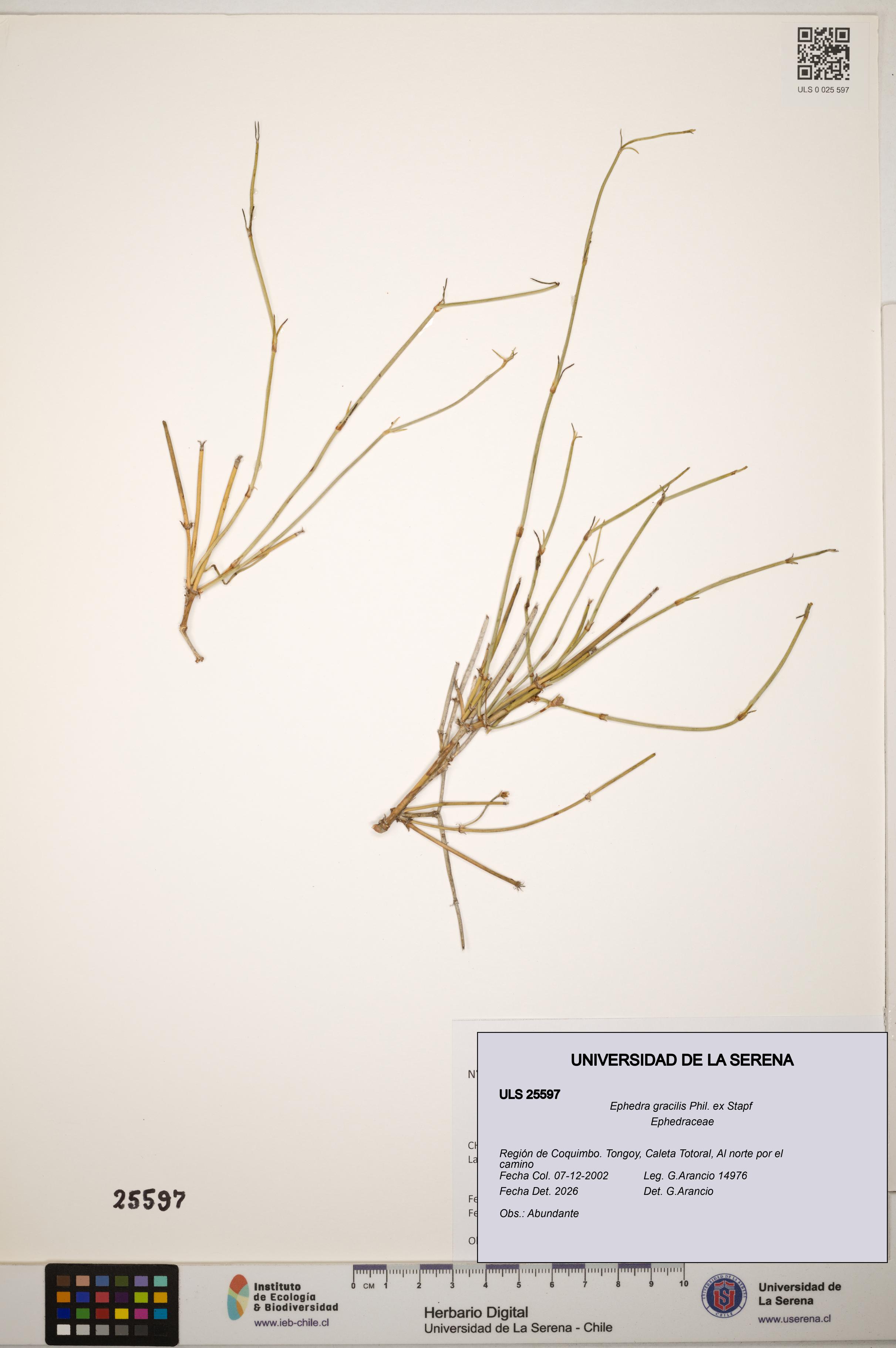 Ephedra gracilis [Espécimen: ]